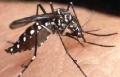 dengue